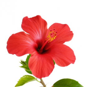 Arôme Hibiscus Arôme Hibiscus