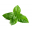 Menthe verte