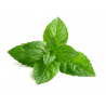 Menthe verte