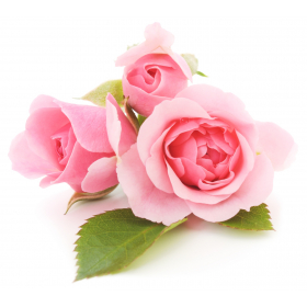 Arôme Rose Arôme Rose