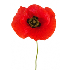 Arôme Coquelicot Arôme Coquelicot